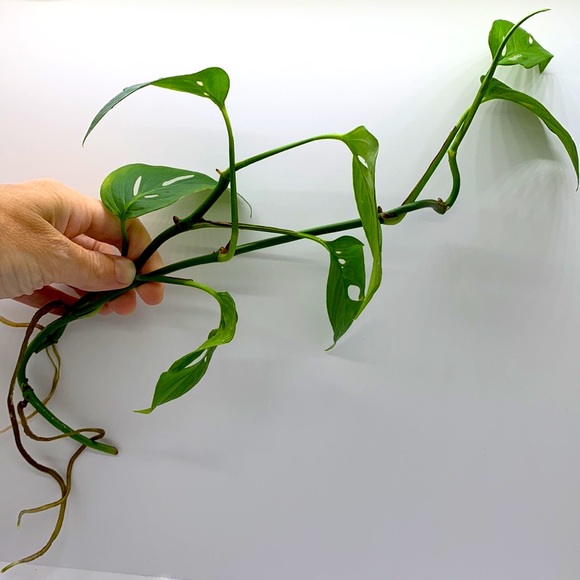 Monstera Adansonii - Swiss Cheese Vine - Picture 2 of 3